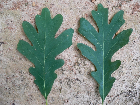 {Quercus alba}